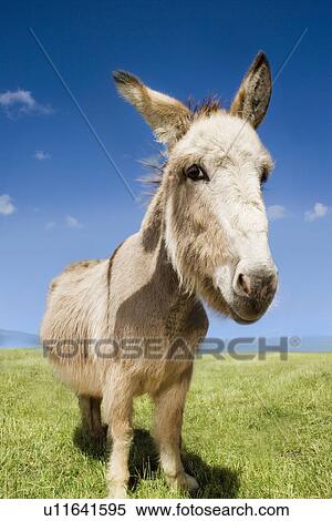 Donkey in field View Large Photo Image Stock Photography - Donkey in field. Fotosearch