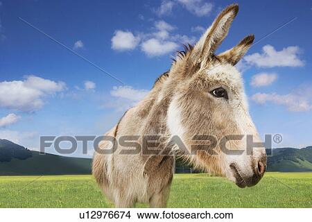 Donkey in green field close-up of head View Large Photo Image Picture - Donkey in green field close-up of head. Fotosearch