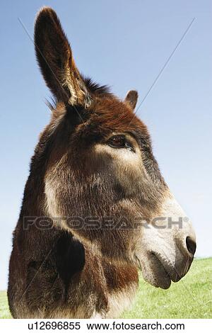 Stock Photography - Donkey in green field close-up of head. Fotosearch