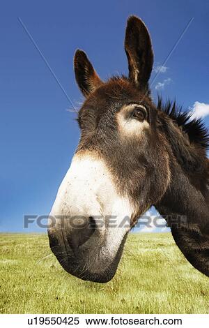Stock Photography - Donkey in green field close-up of head. Fotosearch