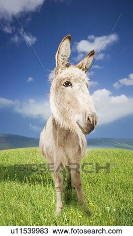 Stock Image - Donkey in green field. Fotosearch