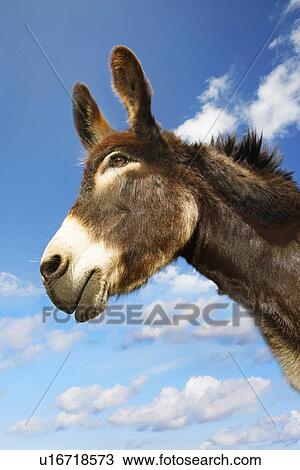Stock Image - Donkey's head against blue sky side view. Fotosearch
