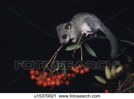 Dormouse sitting on rowan branch View Large Photo Image Stock Image - Dormouse sitting on rowan branch. Fotosearch