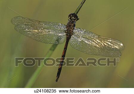 Stock Photography - Dragonfly close-up. Fotosearch