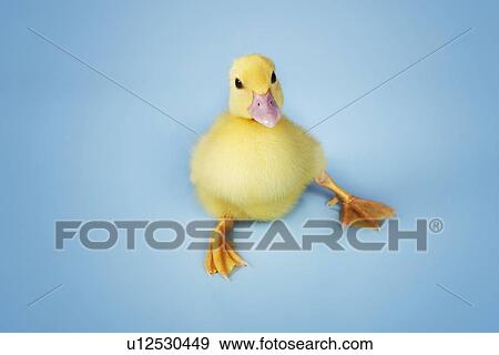 Duckling on blue background close-up View Large Photo Image Stock Photo - Duckling on blue background close-up. Fotosearch