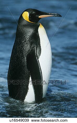 Stock Photo - Emperor Penguin in water. Fotosearch
