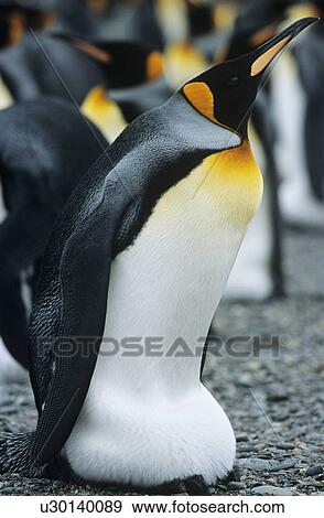Stock Photo - Emperor Penguin near colony. Fotosearch