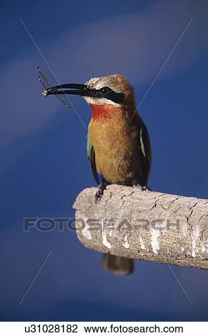 Stock Image - Exotic Fly catcher perched on branch. Fotosearch