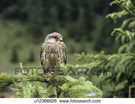 Stock Photograph - Falcon perched on branch. Fotosearch