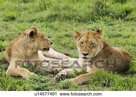 Stock Image - Female lions (Panthera leo) lying on grass. Fotosearch
