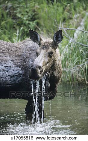 Stock Photograph - Female moose in lake. Fotosearch