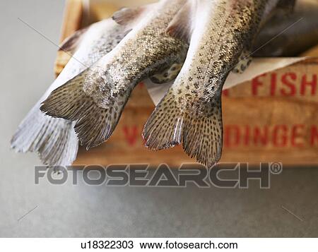 Fish hanging out of box low section View Large Photo Image Stock Image - Fish hanging out of box low section. Fotosearch