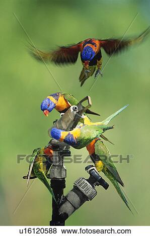 Stock Photo - Five Rainbow Lorrikeets playing with garden hose. Fotosearch