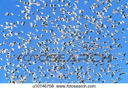 Flock of migrating birds View Large Photo Image Stock Photo - Flock of migrating birds. Fotosearch