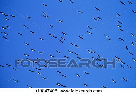 Stock Photo - Flock of migrating birds. Fotosearch