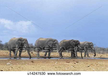 Four African Elephants (Loxodonta Africana) in a row View Large Photo Image Stock Image - Four African Elephants (Loxodonta Africana) in a row. Fotosearch