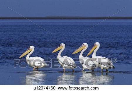 Four Pelicans wading in ocean View Large Photo Image Stock Image - Four Pelicans wading in ocean. Fotosearch