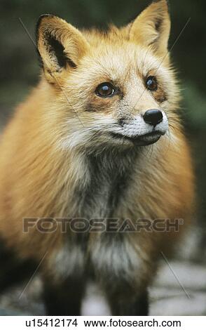 Picture - Fox close-up. Fotosearch