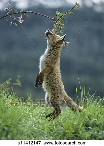 Stock Photo - Fox cub on hind legs sniffing branch. Fotosearch
