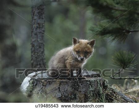 Stock Image - Fox cub sitting on tree stump. Fotosearch