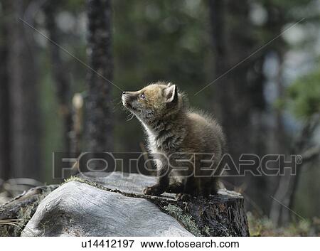 Stock Photo - Fox cub sitting on tree stump. Fotosearch