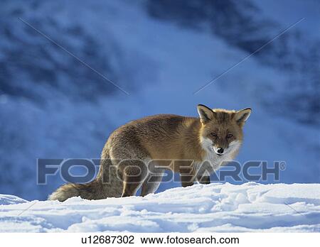 Stock Image - Fox on snow. Fotosearch