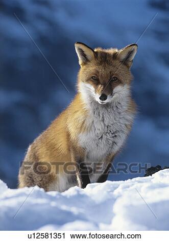 Stock Image - Fox sitting in snow. Fotosearch
