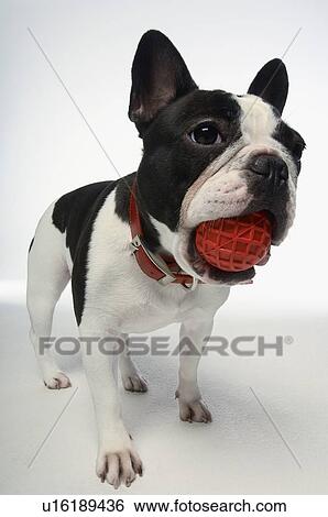 French Bulldog holding ball in mouth on white background View Large Photo Image Stock Photograph - French Bulldog holding ball in mouth on white background. Fotosearch