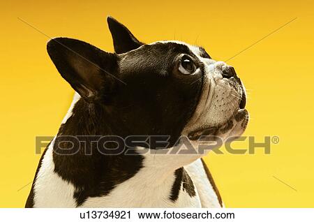Stock Image - French Bulldog looking away on yellow background. Fotosearch