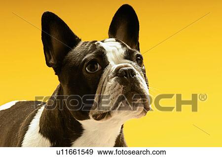 Stock Photo - French Bulldog looking away on yellow background. Fotosearch