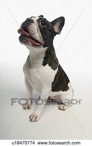 Picture - French Bulldog on white background. Fotosearch