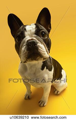 French Bulldog on yellow background View Large Photo Image Stock Image - French Bulldog on yellow background. Fotosearch