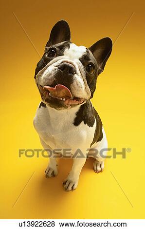 Stock Photo - French Bulldog on yellow background. Fotosearch