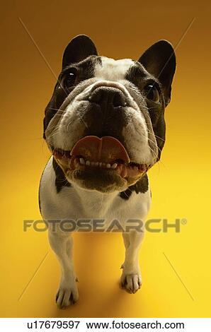 French Bulldog on yellow background View Large Photo Image Stock Photo - French Bulldog on yellow background. Fotosearch