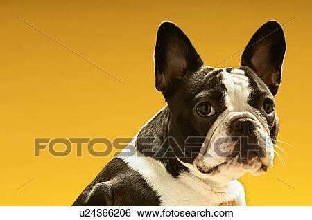 Stock Photograph - French Bulldog on yellow background. Fotosearch