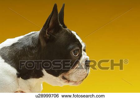 Stock Photograph - French Bulldog. Fotosearch