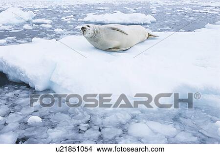 Picture - Fur Seal lying on ice flow. Fotosearch