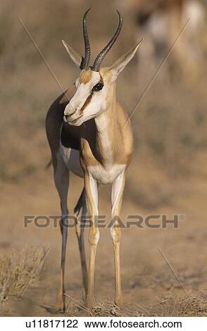 Gazelle on savannah View Large Photo Image Stock Image - Gazelle on savannah. Fotosearch