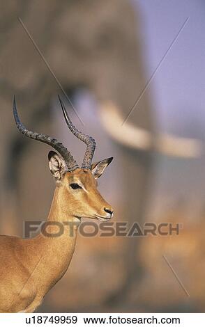 Stock Photo - Gazelle with elephant in background. Fotosearch
