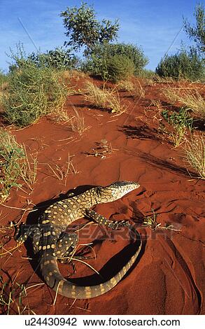 Stock Image - Goanna in desert. Fotosearch