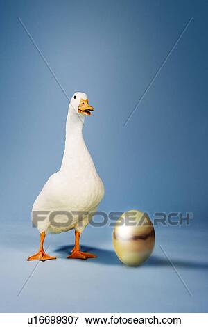 Goose standing beside golden egg studio shot View Large Photo Image Stock Photo - Goose standing beside golden egg studio shot. Fotosearch