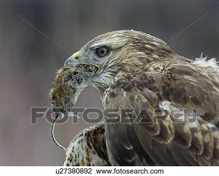 Goshawk holding mouse in beak close-up View Large Photo Image Stock Image - Goshawk holding mouse in beak close-up. Fotosearch