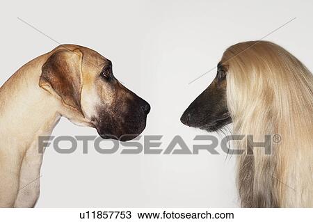 Stock Image - Great Dane and Afghan hound sitting face to face. Fotosearch