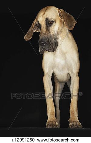Stock Image - Great Dane standing front view. Fotosearch