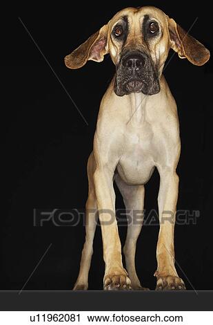 Great Dane standing with ears extended front view View Large Photo Image Stock Image - Great Dane standing with ears extended front view. Fotosearch
