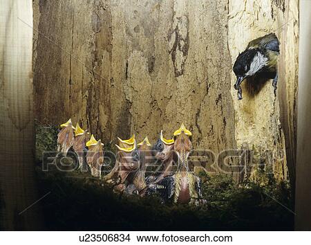 Great tit feeding her chicks View Large Photo Image Picture - Great tit feeding her chicks. Fotosearch