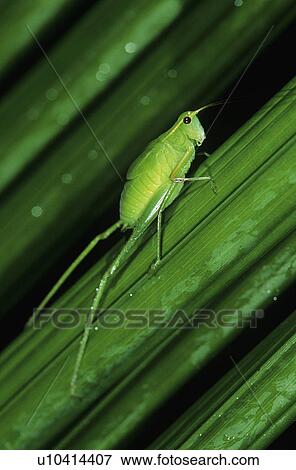Stock Photo - Green grasshopper on leaf. Fotosearch