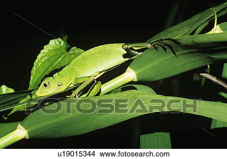 Green lizard among leaves View Large Photo Image Picture - Green lizard among leaves. Fotosearch