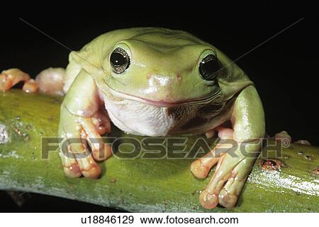 Stock Photo - Green tree frog on branch close-up. Fotosearch