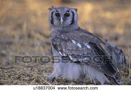 Picture - Grey owl on ground. Fotosearch